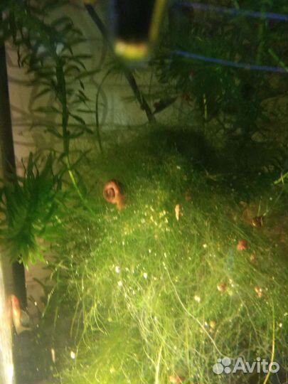 Улитки аквариумные Катушки