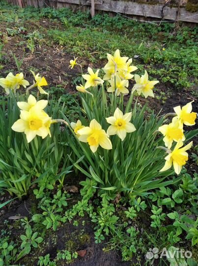 Нарциссы