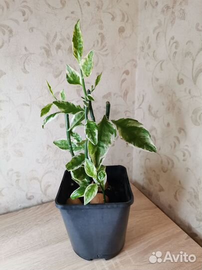 Педилантус