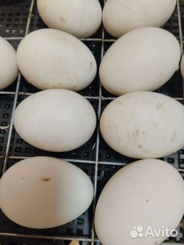 Яйцо гусиное