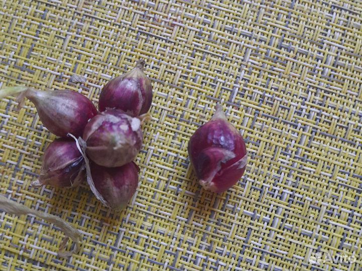 Египетский шагающий лук