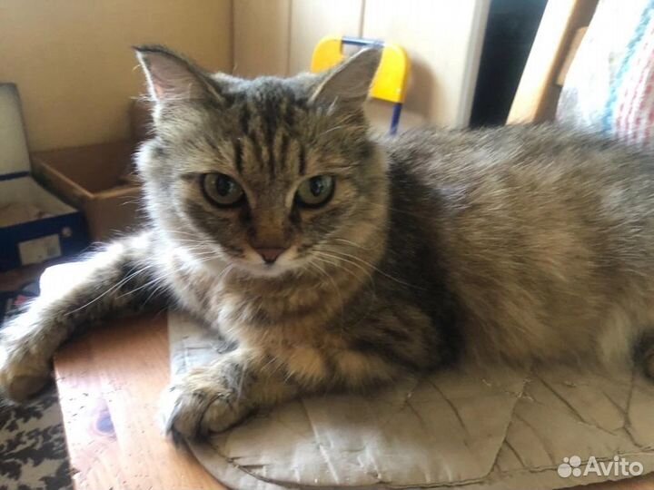 Кошки в добрые руки