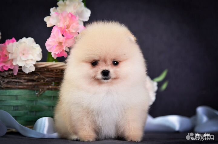 Померанский шпиц