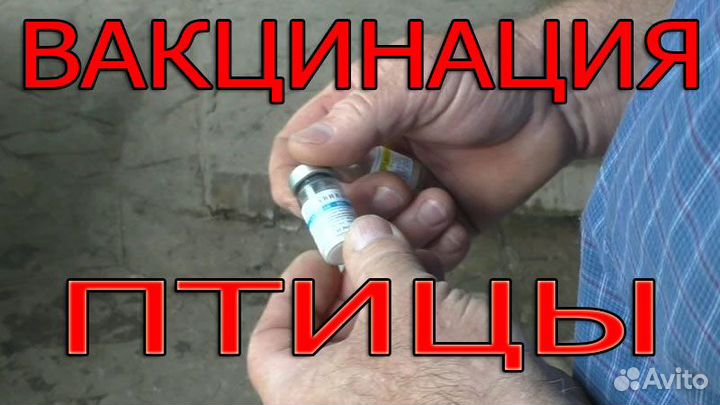 Вахта в Пензе/Вакцинатор на птицефабрику