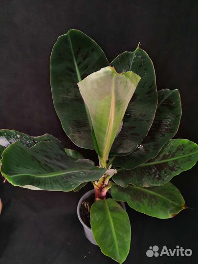 Пальма банан муса 19/78