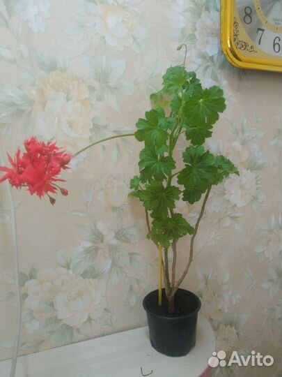 Пеларгония звездчатая