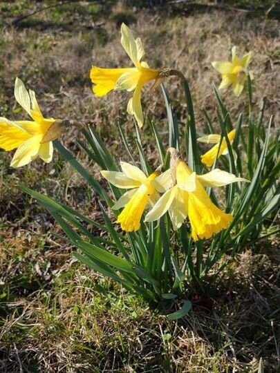 Участок 13,8 сот. (СНТ, ДНП)