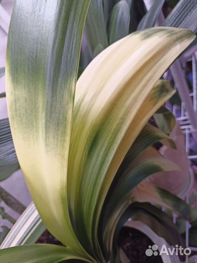 Редкая взрослая кливия - Акебоно