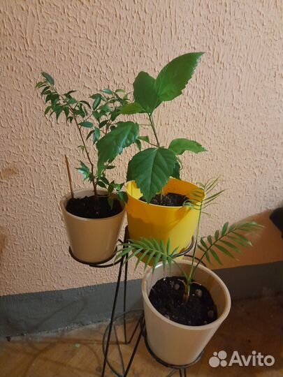 Пальма фикус гибискус