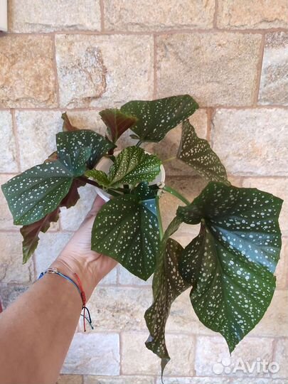 Бегония. Клузия. Монстера