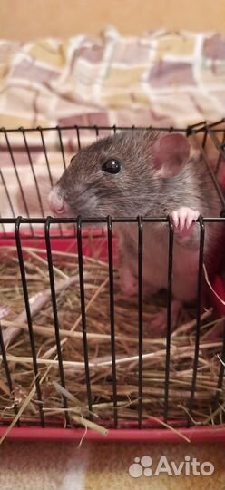 Ручные крысы бесплатно с клеткой