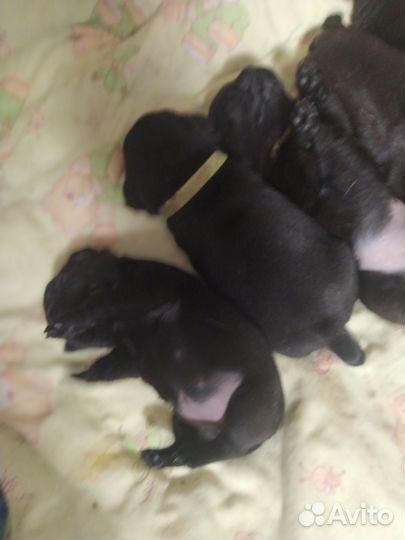 Щенки мопса черные