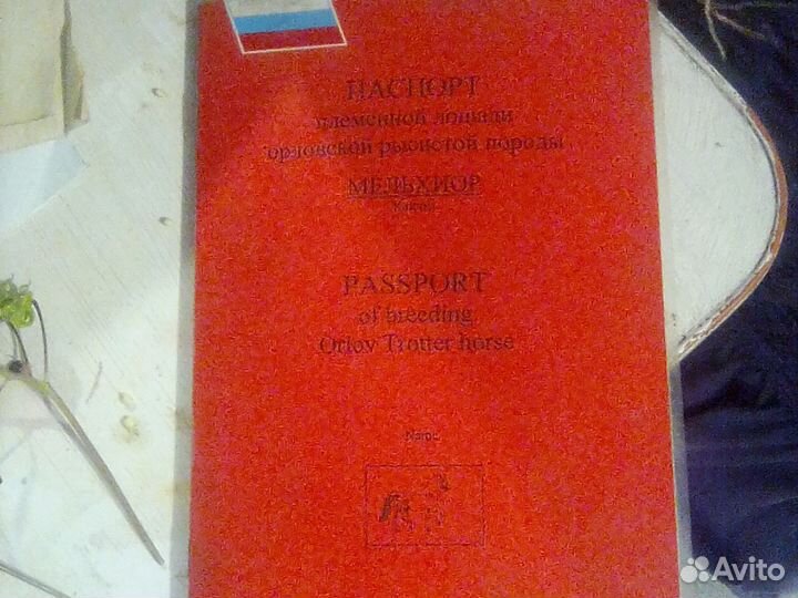 Жеребчик орловский