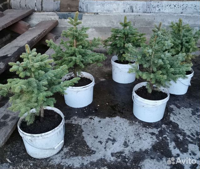 Ели, туи, можжевельник