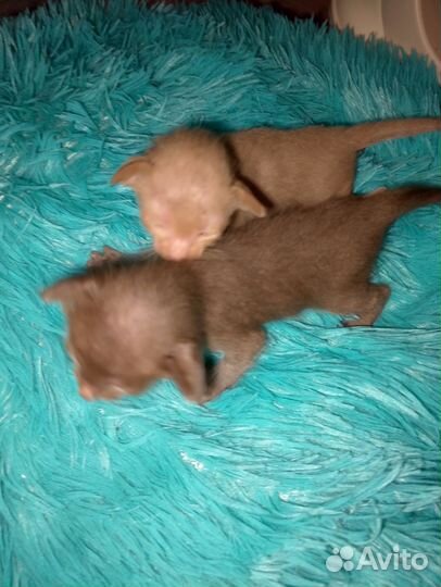 Ориентальная