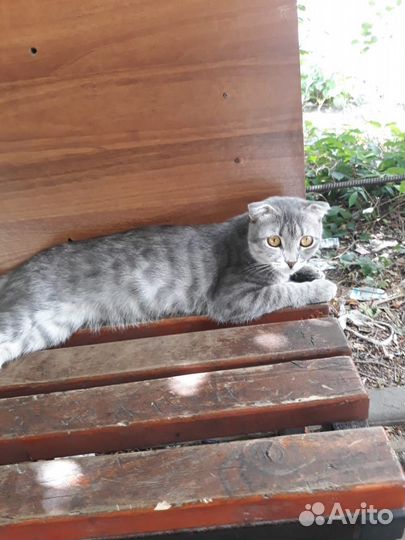 Шотландская