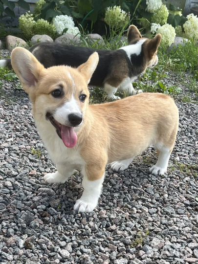 Вельш-корги пемброк