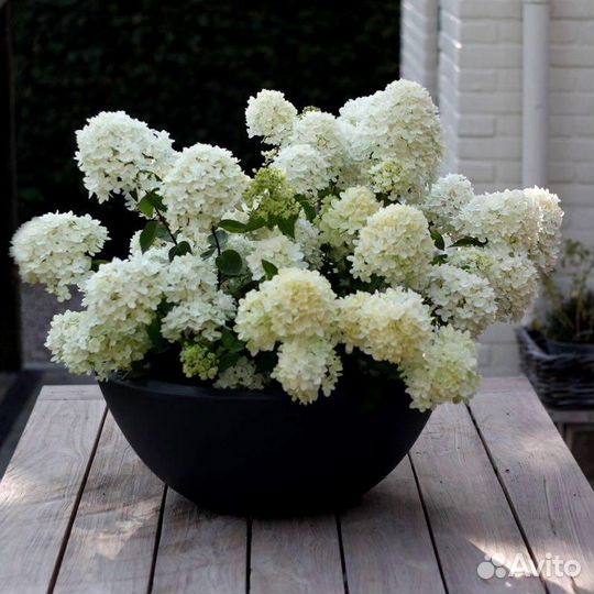 Гортензия метельчатая Bombshell