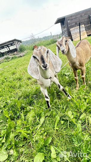 Нубийские козлята