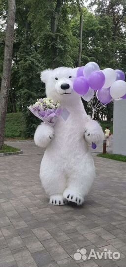 Белый мишка поздравления, аниматор белый медведь