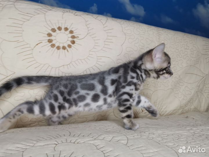 Бенгальская