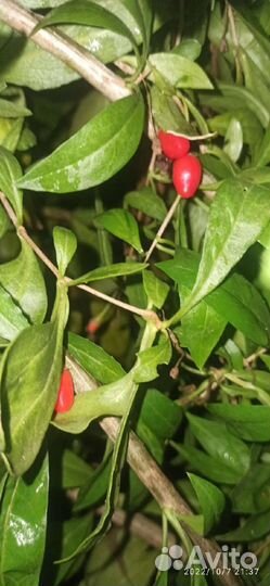 Годжи саженец зкс