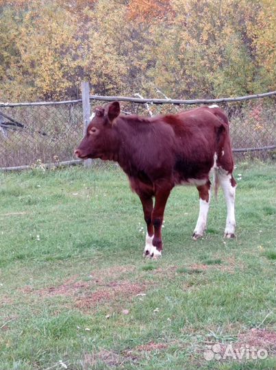 Телёнок тёлочка