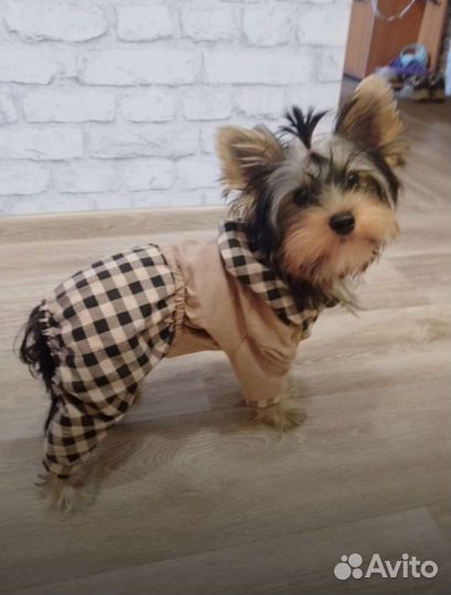 Пошив одежды для собак и кошек