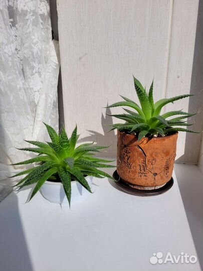 Хавортия травянистая взрослая