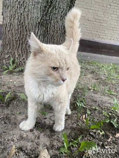 Кот в добрые руки