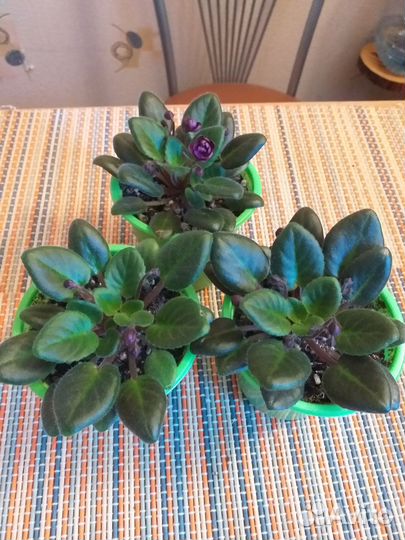 Фиалка сортовая