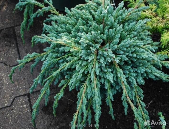 Можжевельник чешуйчатый Blue Spider