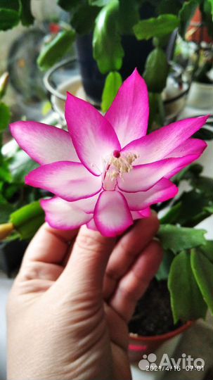 Декабрист Шлюмбергера