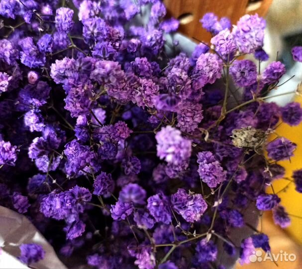 Цветная гипсофила, букеты с доставкой