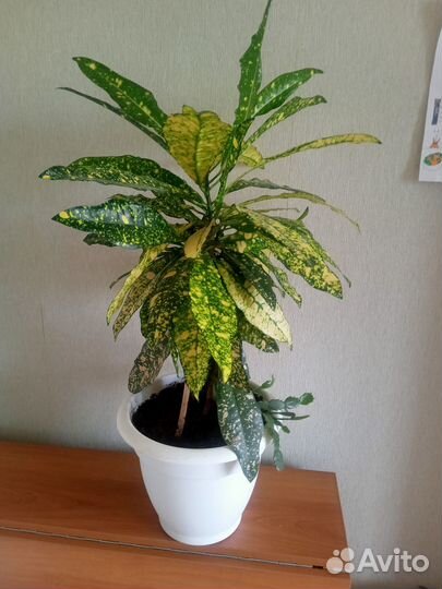 Кротон пестрый