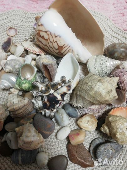 Ракушки и морские камушки