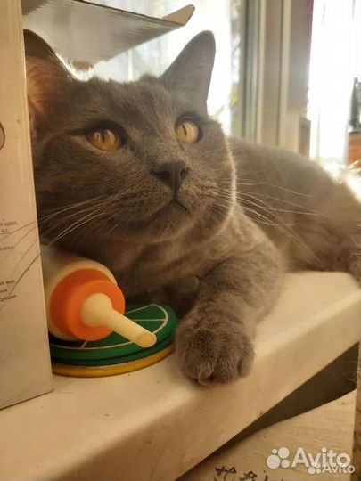 Британец и вислоухая кошечки ищут добрые ручки