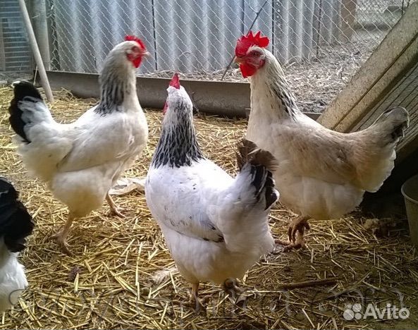 Куры несушки
