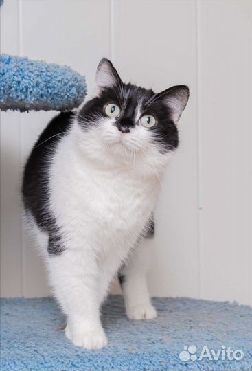 Кошка черно-белая в дар в добрые руки отдаю