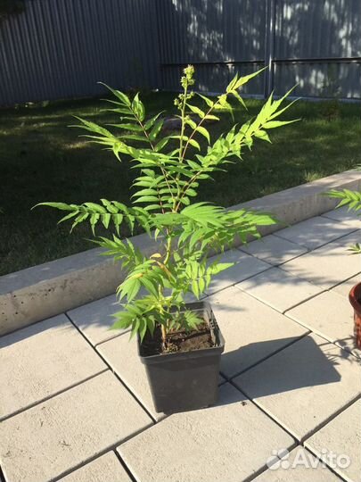 Рябинник рябинолистный