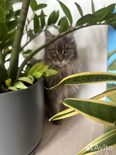 Отдам кота бесплатно+ деньги на еду каждый месяц