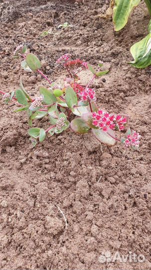 Очиток видный