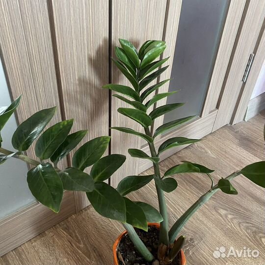 Замиокулькас