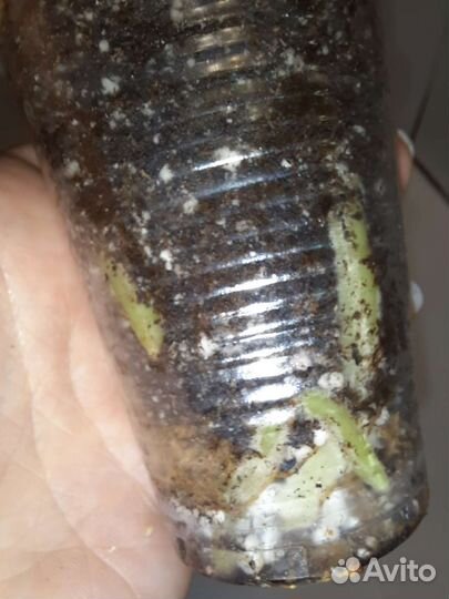 Антуриум Волна любви вариегатный