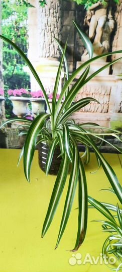 Хлорофитум