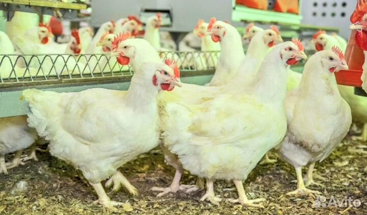 Бройлерные куры живым весом 2.6кг и более. Доставк