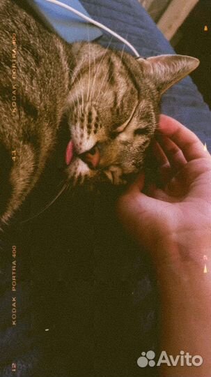 Кошка