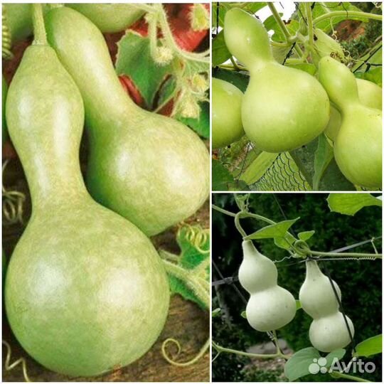 Семена Лагенарий