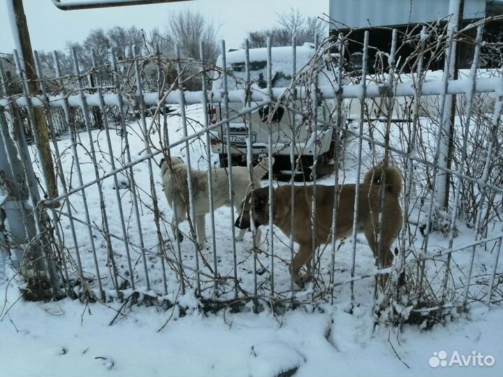 Щенки сао алабай