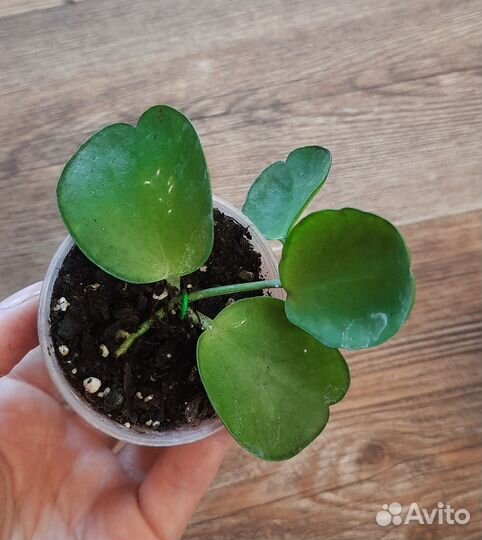 Хойи и дисхидии